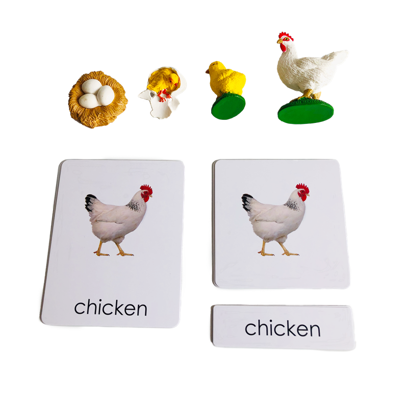Life Cycle Animals Cards and M - Kids Toys Cycle review and price